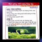 ca-canh-thuy-sinh-sinh-vat-canh-thu-nuoi-asda-la-han-rong-koi-phu-kien-ca-canh-phu-kien-thuy-sinh-do-choi-ca-canh-thuy-sinh-thuc-an-ca-canh-vat-nuoi-may-bom-ca-bien-cham-soc-cay-canh-815sfa7757557364ca-canh-thuy-sinh-sinh-vat-canh-thu-nuoi-asda-la-han-rong-koi-phu-kien-ca-canh-phu-kien-thuy-sinh-do-choi-ca-canh-thuy-sinh-thuc-an-ca-canh-vat-nuoi-may-bom-ca-bien-cham-soc-cay-canh-815sfa7757557364